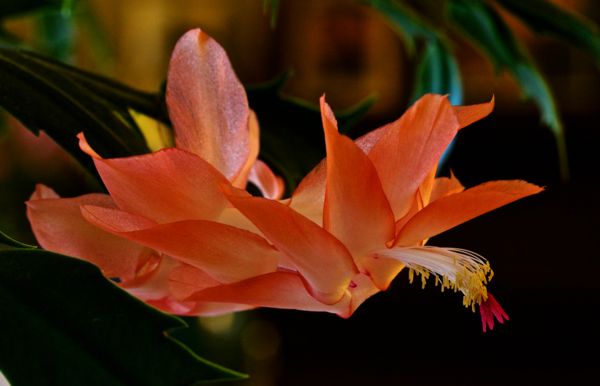 coral christmas catus flower with some pink...