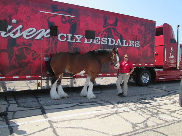 Clydesdale horse with "RED" semi transporter...