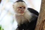 White Faced Capuchin Monkey at home in Costa Rica....