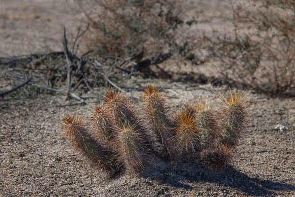 Hedgehog Cactus...