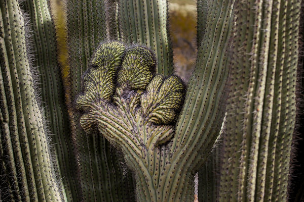 Crested Organ Pipe Cactus...
