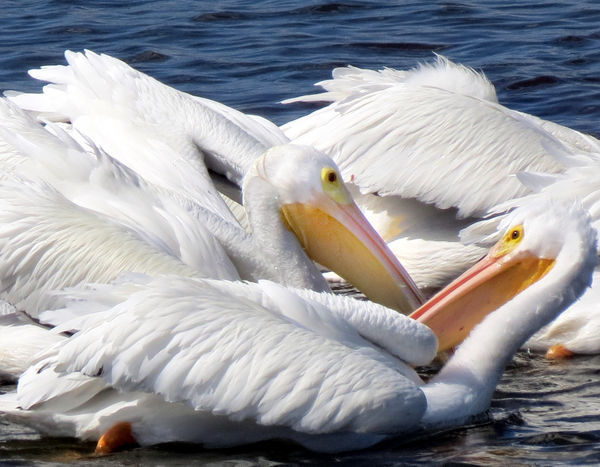 Pelican Passion on Valentines Day! These white pel...