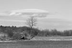 Lone tree, surrounded by the thawing Hudson River...