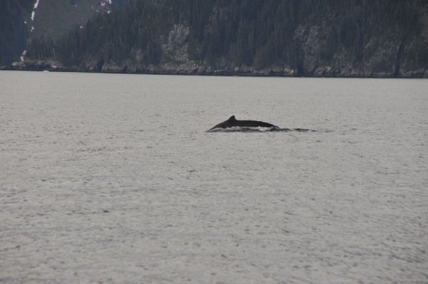 Bowhead Whale...