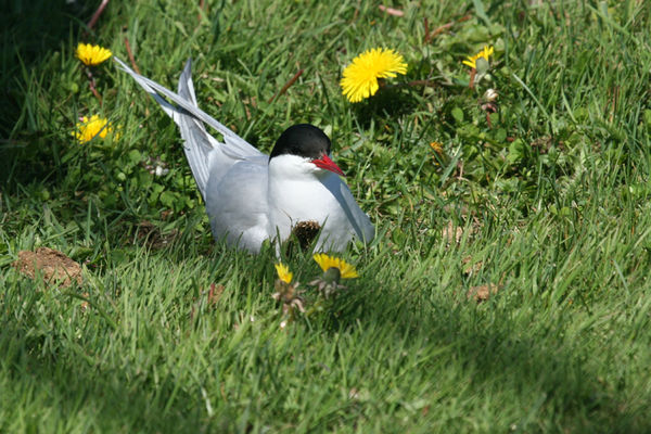 Arctic Tern...