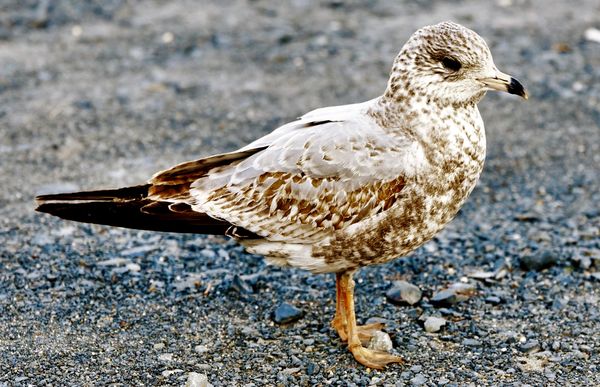 Young Seagull...