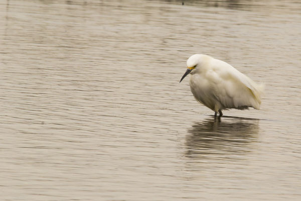 Egret from about 50 feet or less 600mm f22...