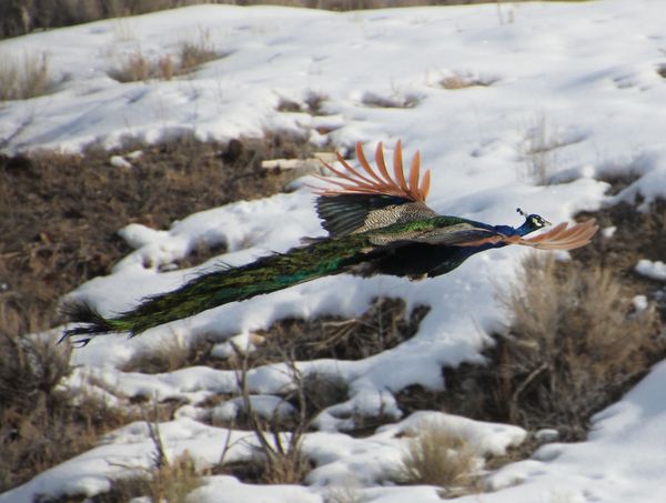 wild Utah peacock...
