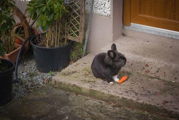 Trix the semi wild rabbit: This ole boy is having a great time of it ...
