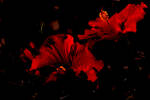 Hibiscus at Night - increased contrast and D-light...