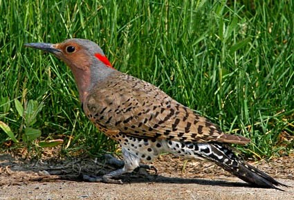 Yellow-Sharfted Northern Flicker, Female (E. US). ...