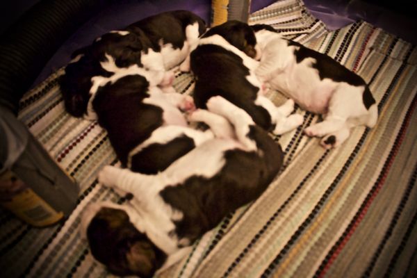 A cute pile of pups...