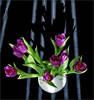 Tulips and Shadows...