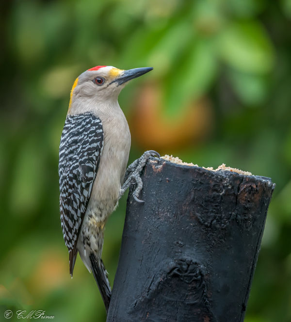 Golden-fronted Woodpecker...