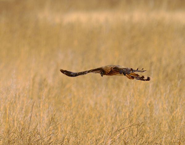 Northern Harrier flying low...
