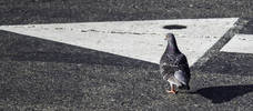 Pigeon on the move, on the road...