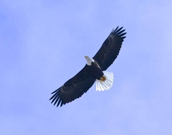 Then the star of the day showed, Bald Eagle flyby...
