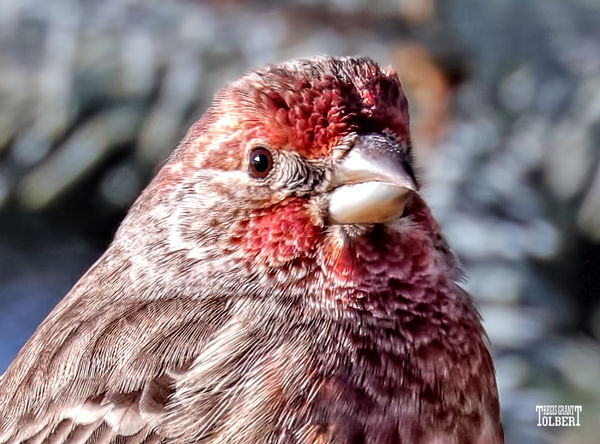 One of the most colorful House Finches I have seen: Today the sun was ...