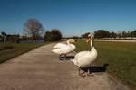 Pair of mute swans...I recently read to use the wi...