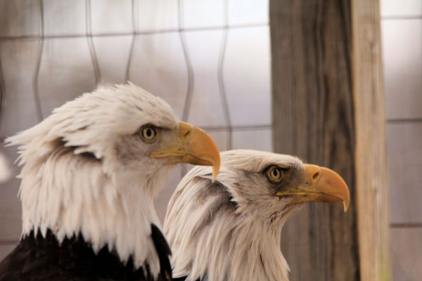 Bald Eagles; World Bird Sanctuary....
