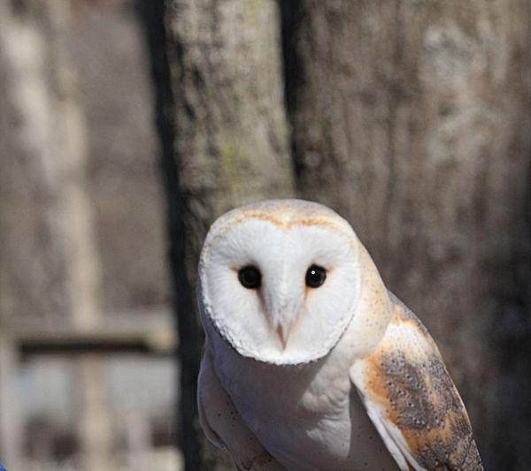 Barn owl; World Bird Sanctuary....