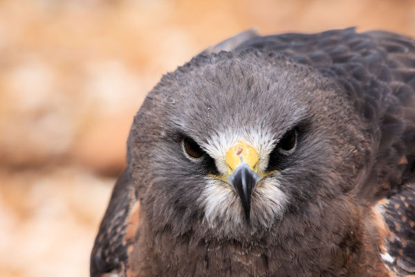 Swainson's Hawk; World Bird Sanctuary....