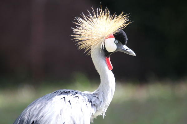 Crested crane; St. Louis Zoo....