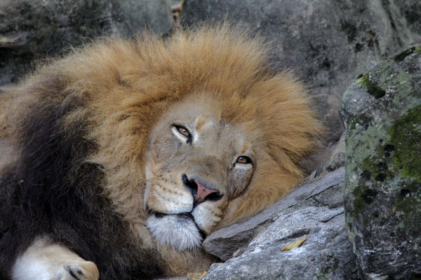 Lion; St. Louis Zoo....