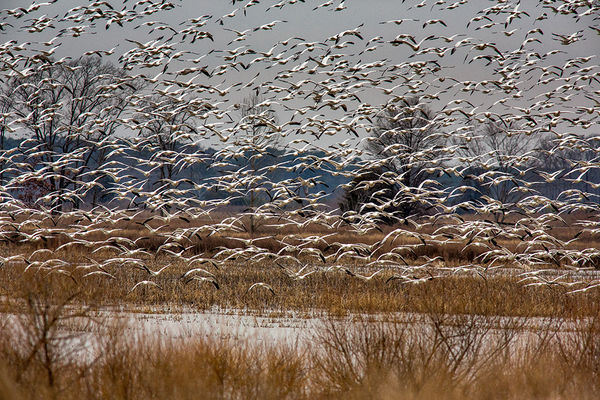 Snow geese at Blackwater Wildlife Refuge, Maryland: On Sunday, I went ...