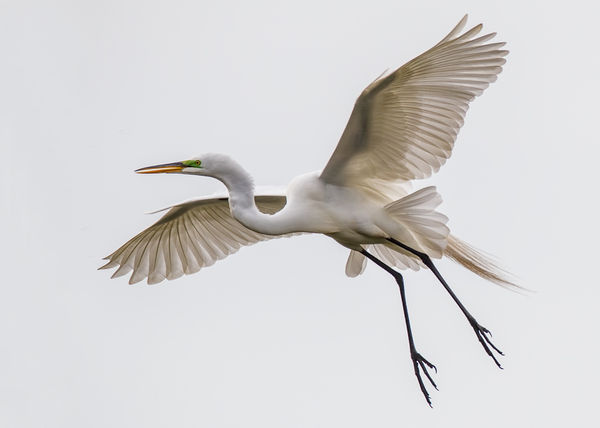 Great White Egret in Flight...