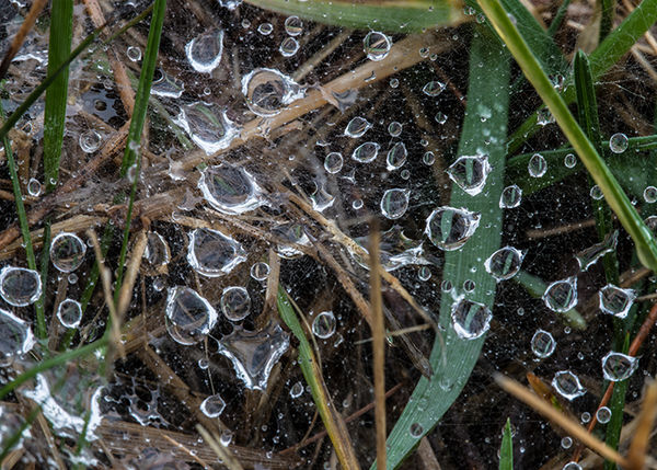 Rain drops on a web of some sort...