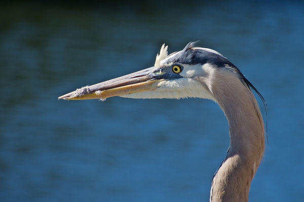 Giant Blue Heron with feathers in its beak....
