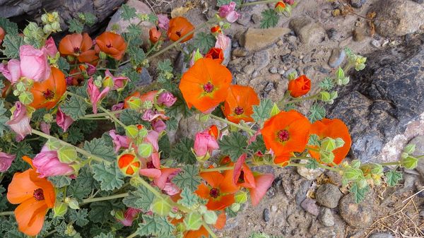 This is Desert Mallow.  The only ones we saw were ...