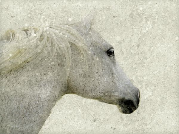 White horse on textured white background...