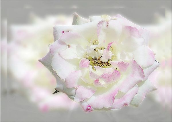 White rose with a touch of pink....