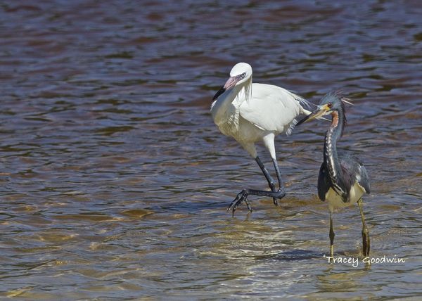 In sync with a tri-colored heron....