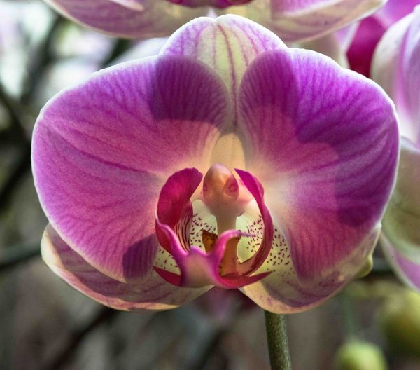 orchid...