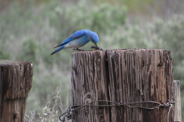Mountain Bluebird with lunch...