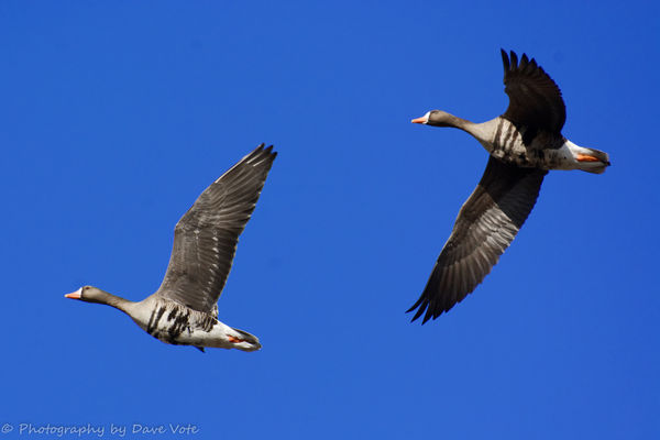 Greater White-fronted geese, 1/2000, F 5.6 480mm...