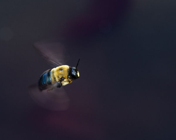 Hoover Bee flying over a pond...