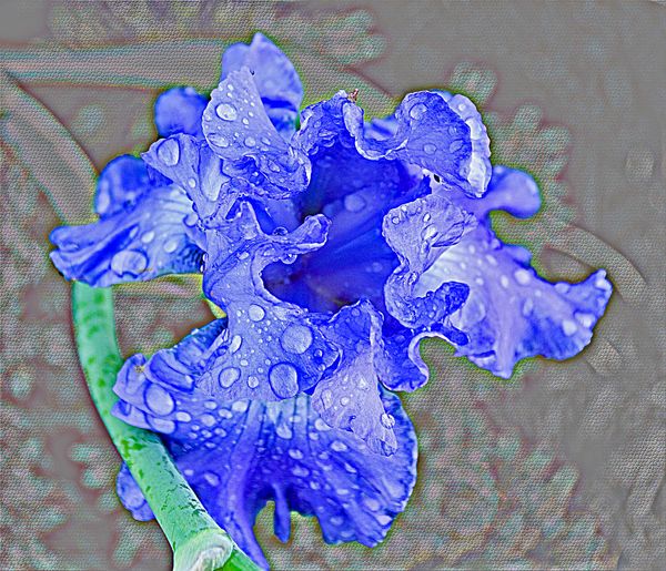 flower in the rain...