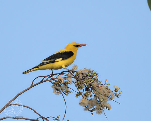 Indian Oriole...
