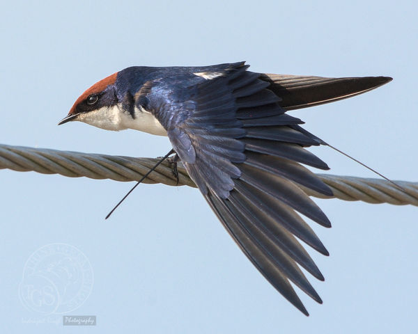 Wire Tailed Swallow...