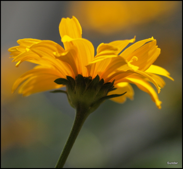 Yellow flower...
