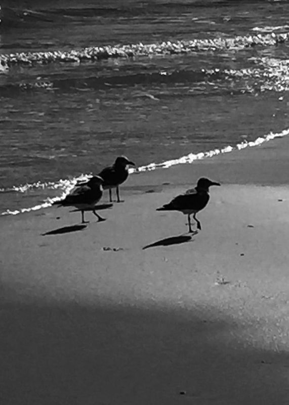 Birds on sand...