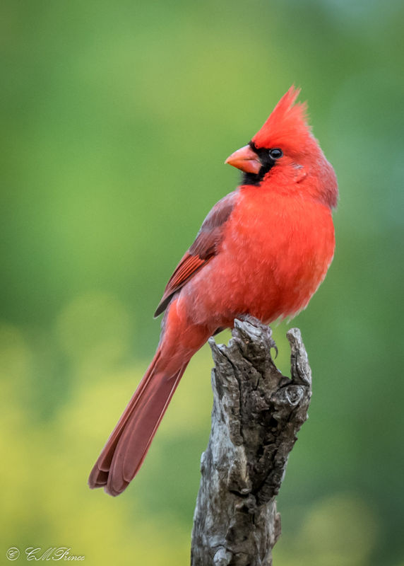 Northern Cardinal...