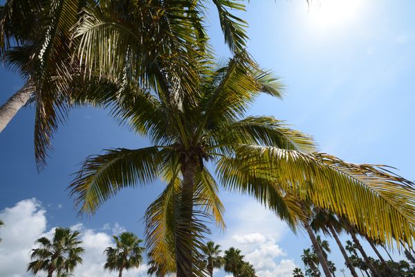 Palm trees everywhere...