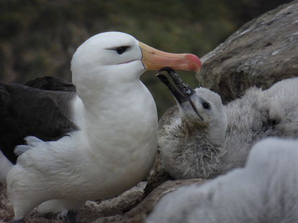 Black browed albatross and chick...
