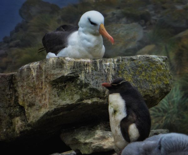Black browed albatross and rock hopper penguin...