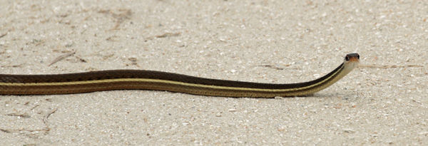 And a pretty snake crossing the road!...